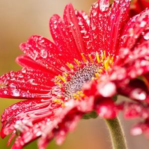 Meet your Posher, Siu tang